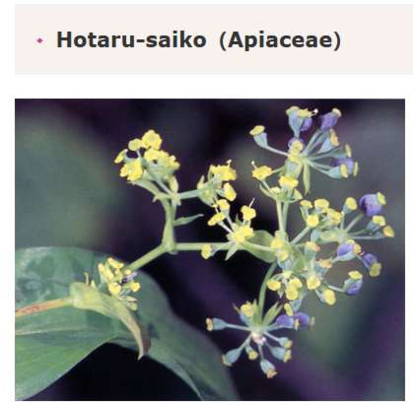 Akuyaku No Goreisoku No Dounika Shitai Nichijou Chapter 50 Page 15