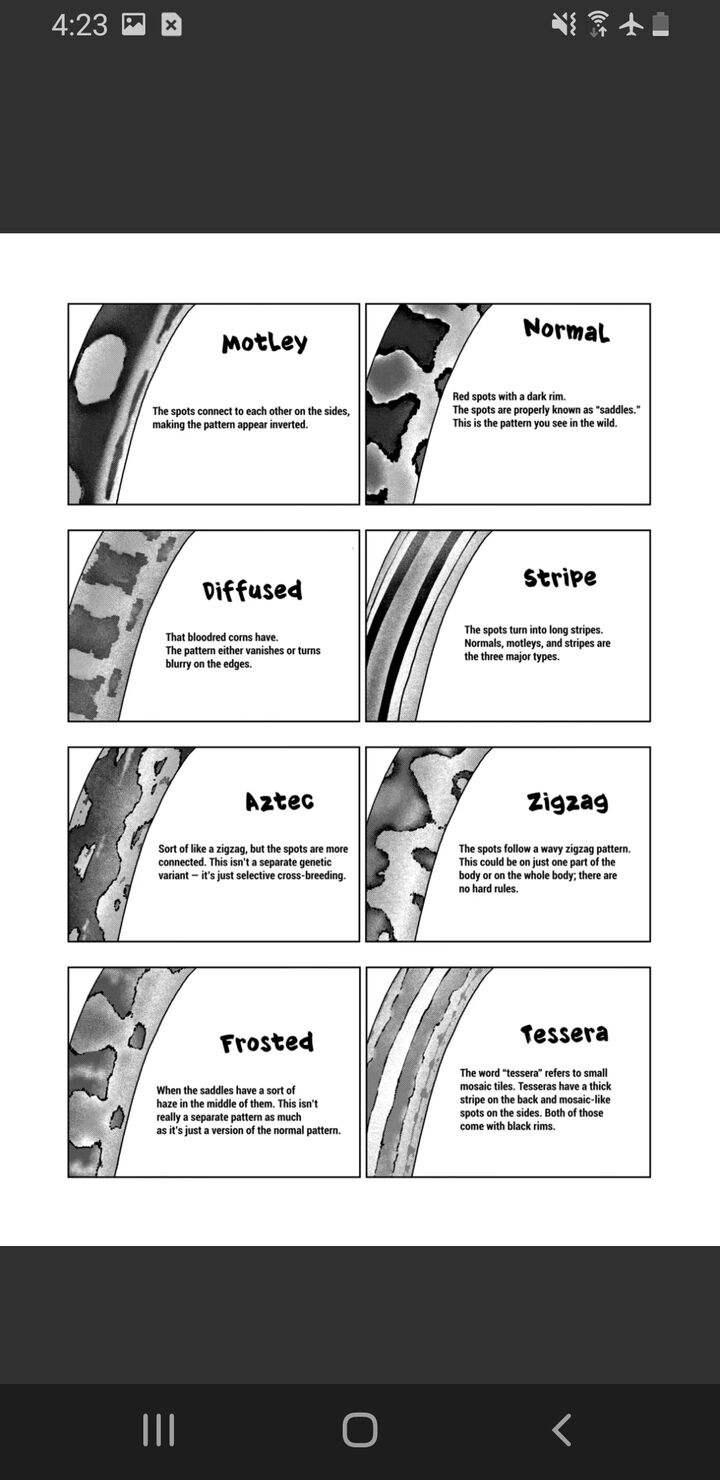 Himitsu No Reptiles Chapter 125 Page 25